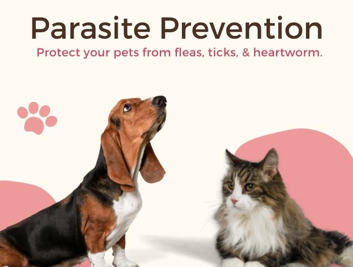 Parasite Prevention for Dogs & Cats | Linwood Animal Hospital